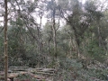 RICOH IMAGING