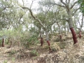 RICOH IMAGING