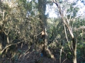 Mas Cabre antes desbroce (2)
