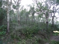 RICOH IMAGING