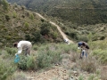 Siembra Mas Guanter 1