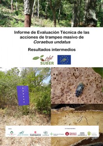 Informe resultados Coraebus undatus_Acción C3-1